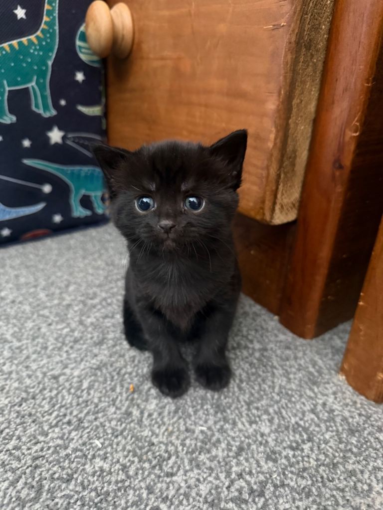 Kittens 