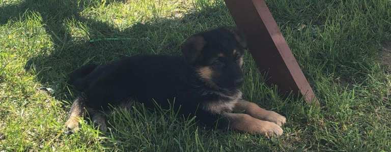 German shepherd puppies 