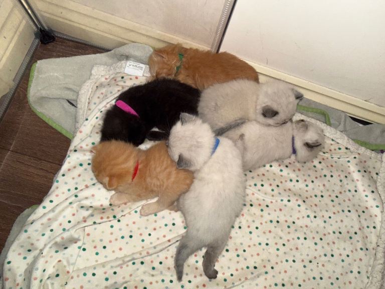 British shorthair ragdoll mix kitten