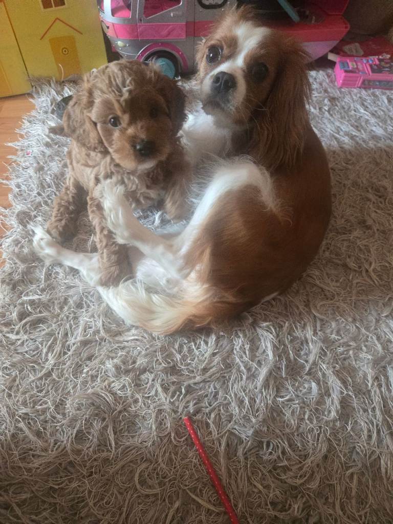 Cavapoo puppies for sale