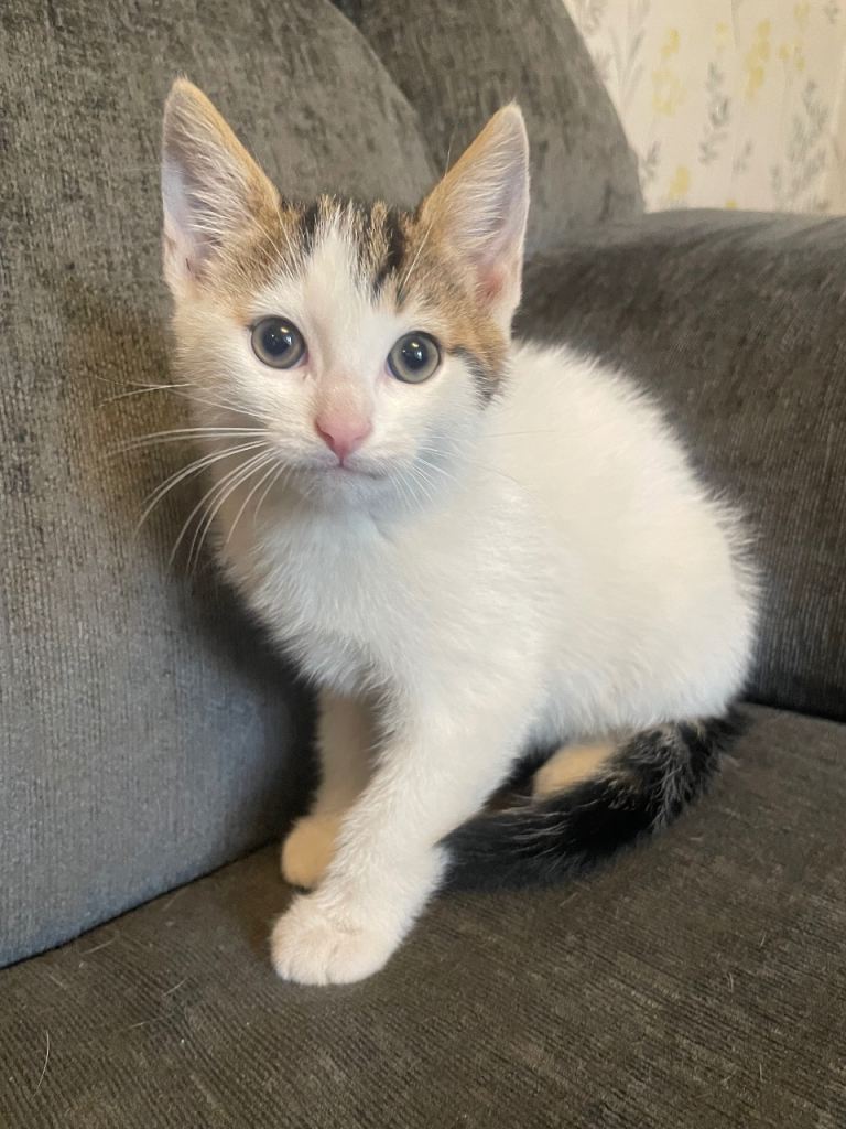 9 Week Old Kittens For Sale