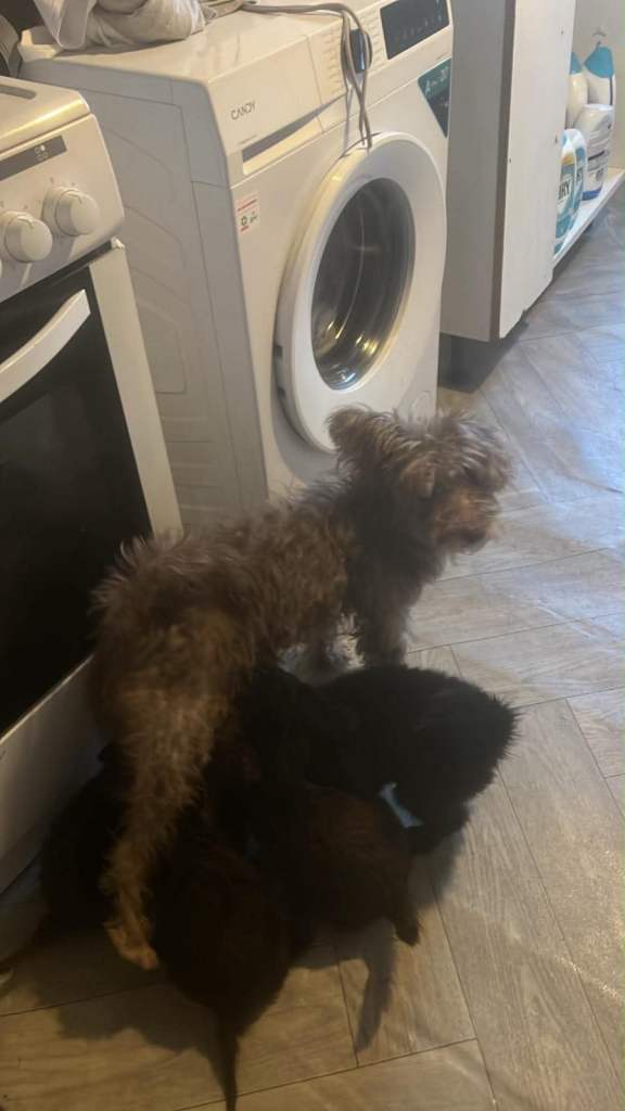 Cockerpoo puppies