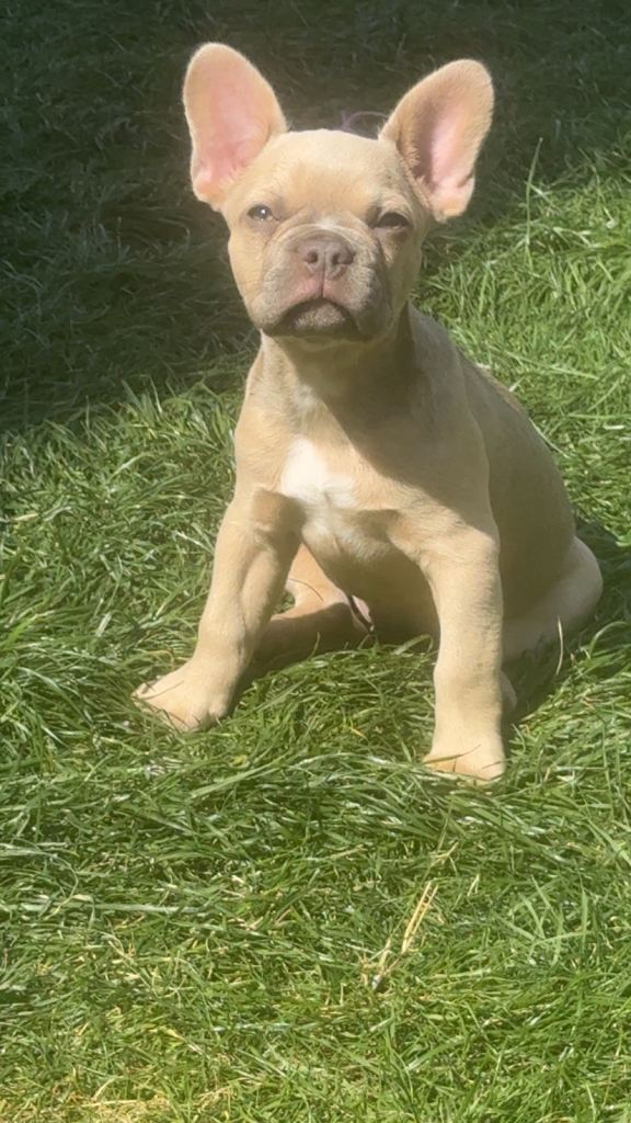 Biscuit 