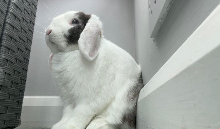 Beautiful male mini lop rabbit 