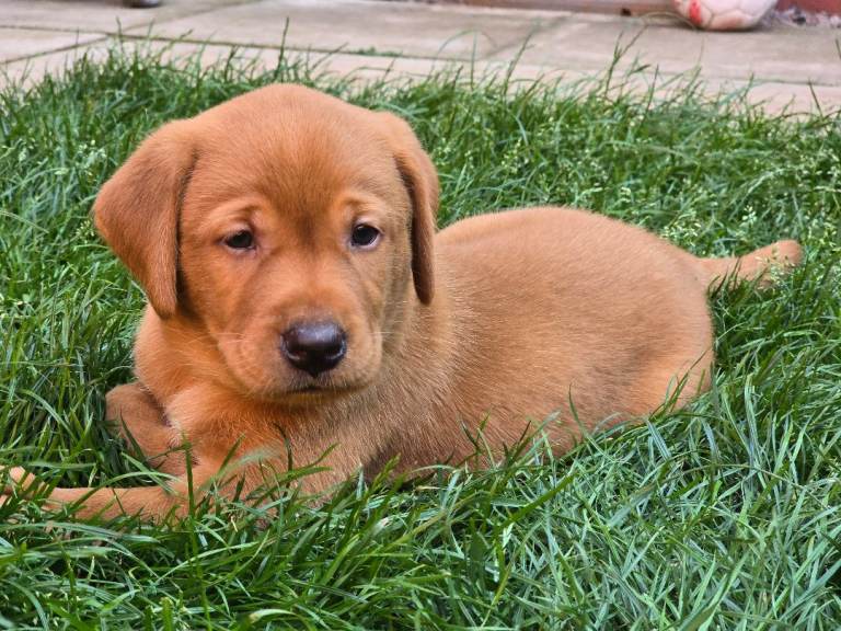 KC Reg Fox Red Labrador Puppy