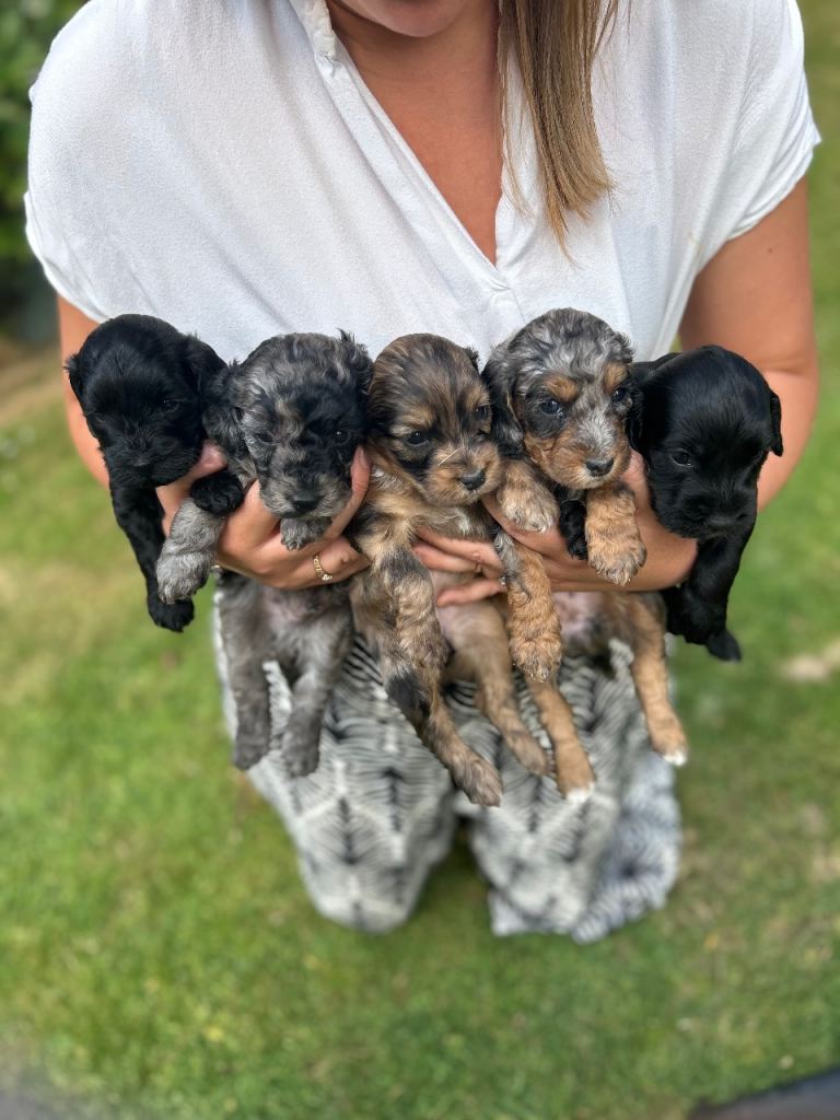 Chocolate Merle, Blue Merle, Tricolour and black cockapoo puppies for sale