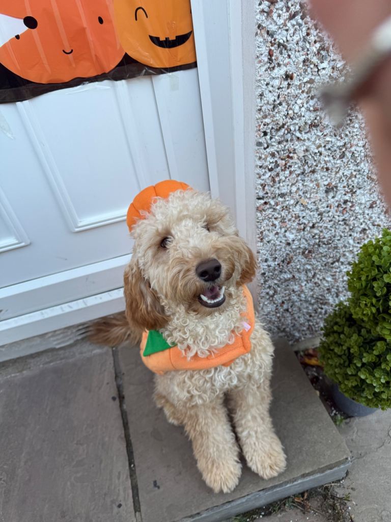 Cockapoo 1 year old 