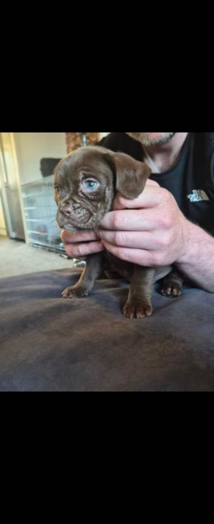 French bulldog x sprocker spaniel 