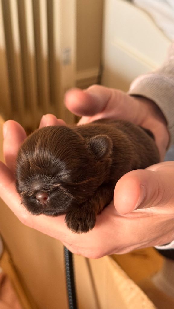 ✨🐶 BEAUTIFUL SHIH TZU PUPPIES – READY TO TAKE HOME IN JAN.✨🐶