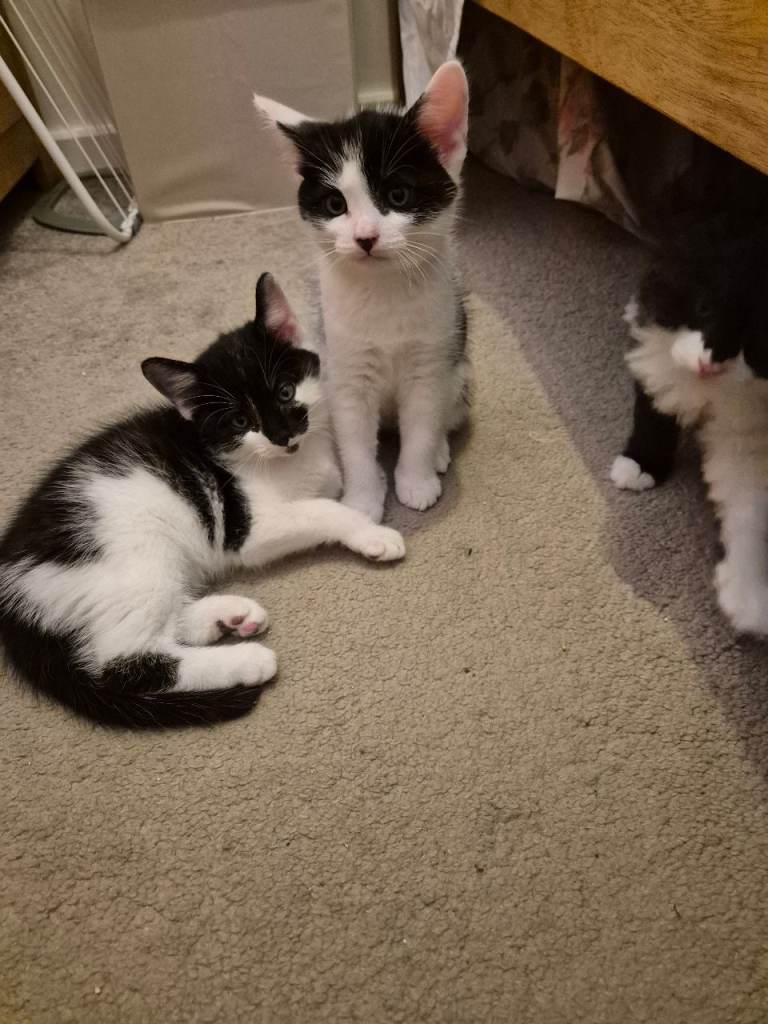 Beautiful, Unique Mixed-Breed Kittens for Loving Homes