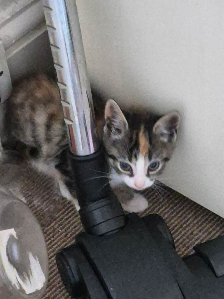 Cats for sale