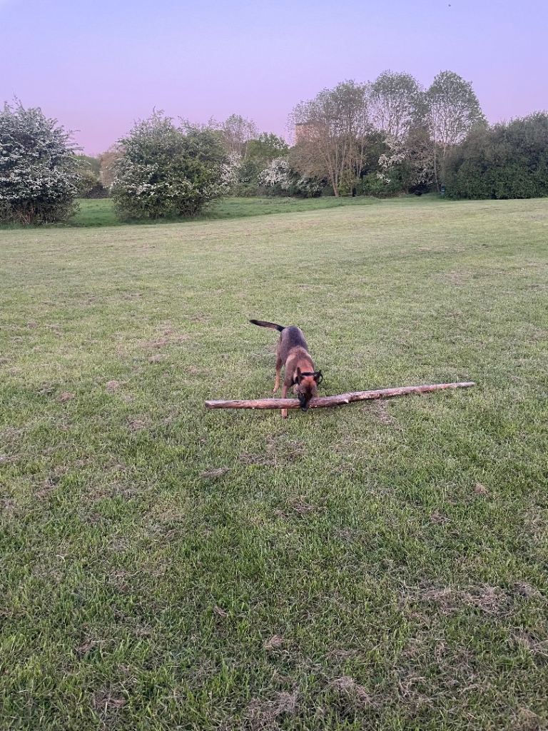 Belgian malinois