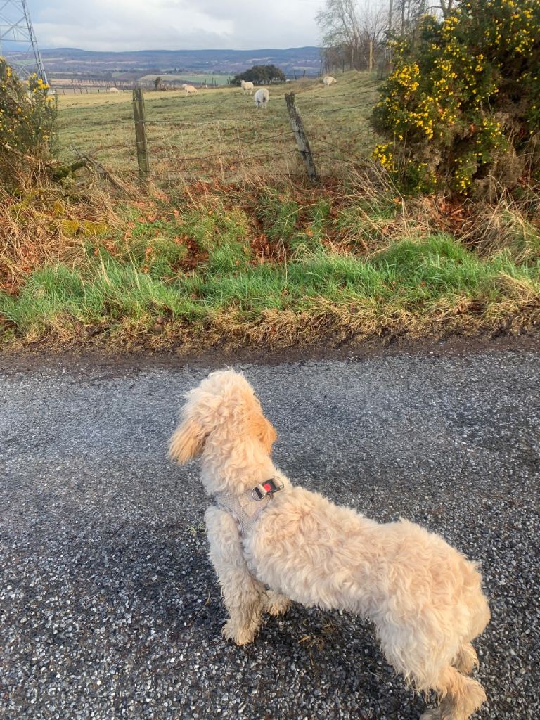 Beautiful Cockapoo – Leo – 10 Months Old -Everything Included