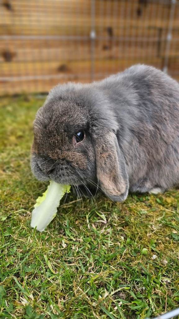 Male rabbit 10 months old