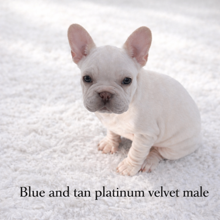 French bulldog puppies for sale