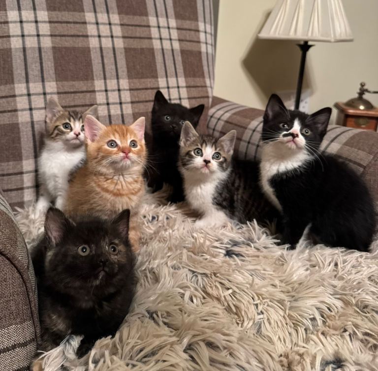 British Short Hair Cross Kittens 