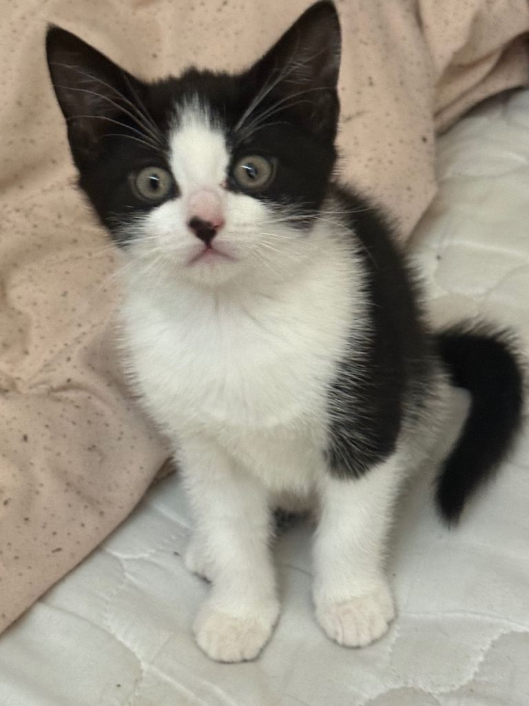 Kittens looking for their forever homes 🏡 