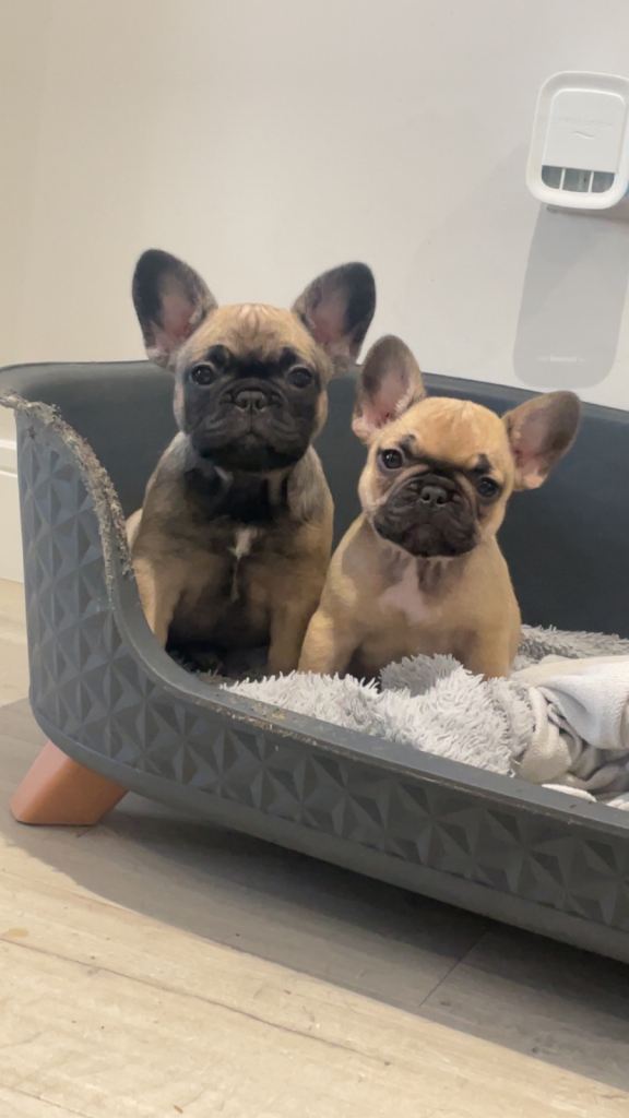 French Bulldog puppies