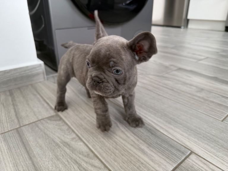 French Bulldog Puppies KC reg 