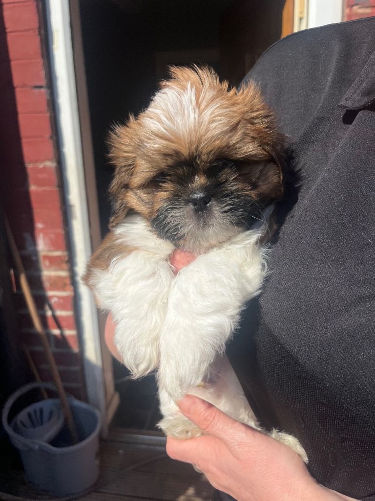 Shih Tzu pups 2 girls 1 boy girls born with no tails