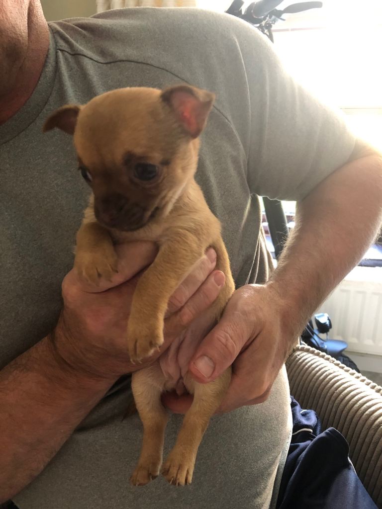 5 week old Female Chihuahua puppy