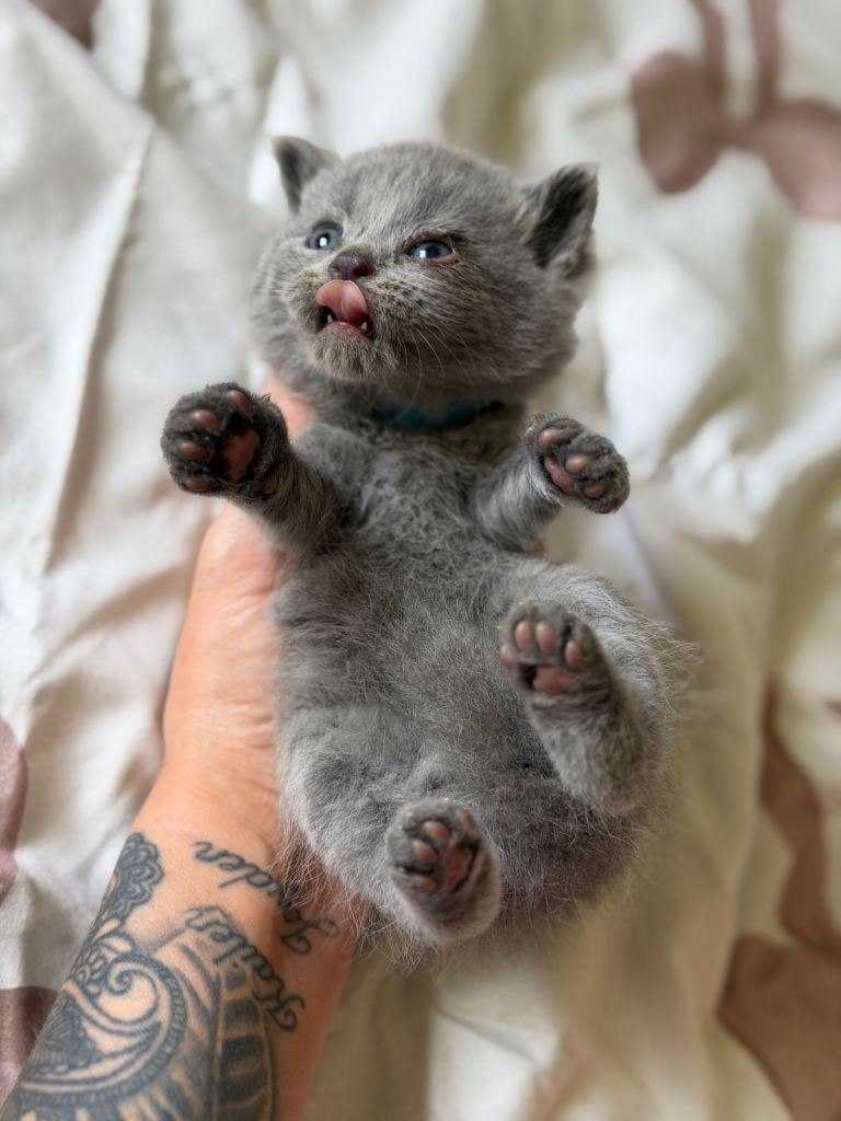 British blue kittens 