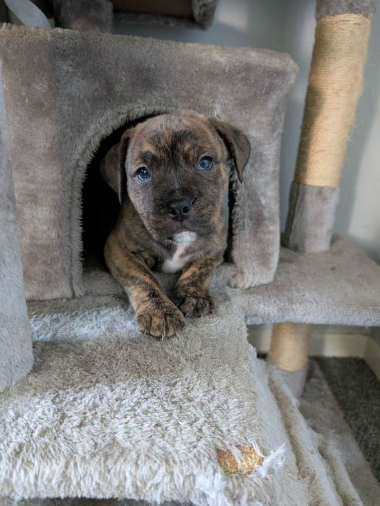 Staff cross pups