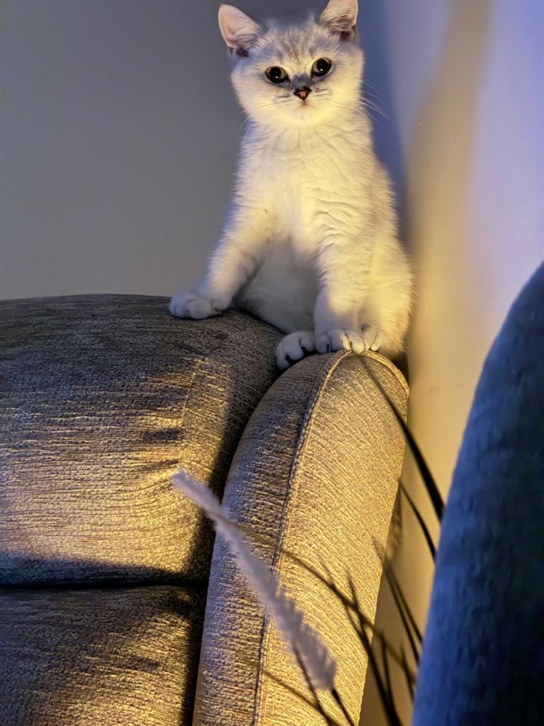 Beautiful cat British shorthair 🤎🤍🧸