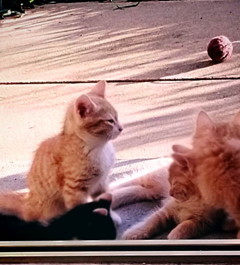 Four female kittens available ,8 weeks old