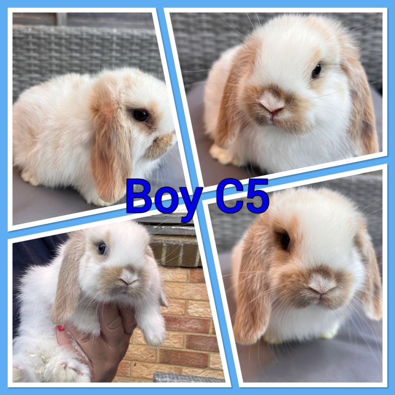Mini lop baby rabbits 