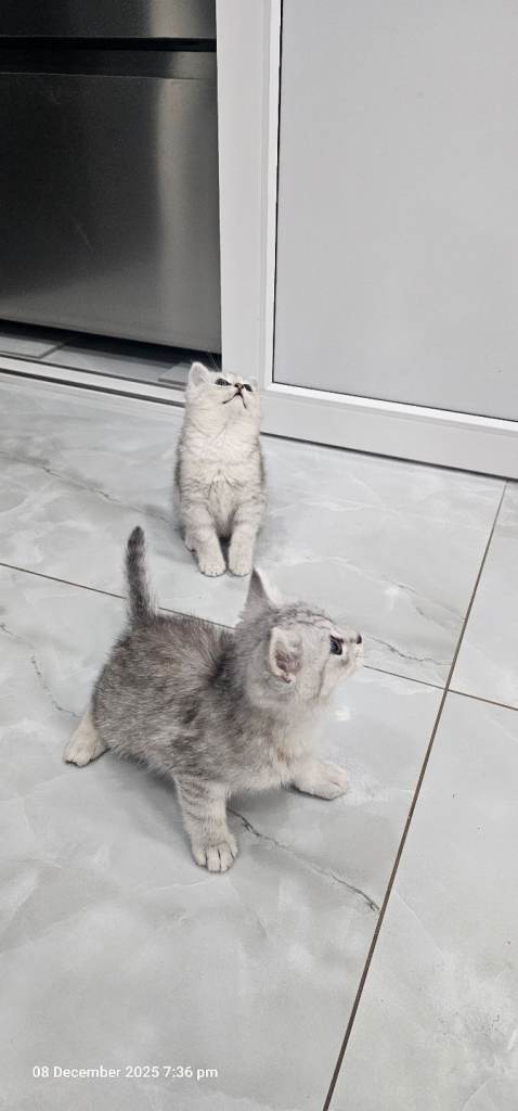 kittens 2 lovely girl available for new house 