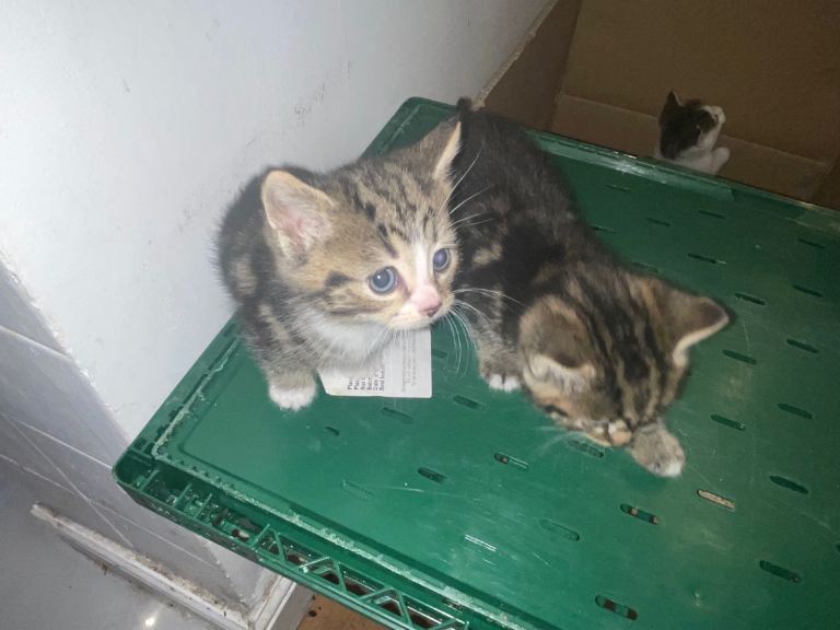 Kittens for sale tabby and Persian mix 