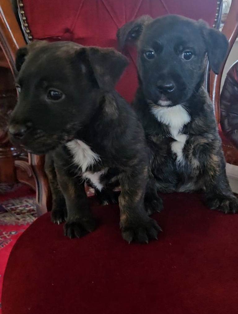 Scottish terrier x jack russell