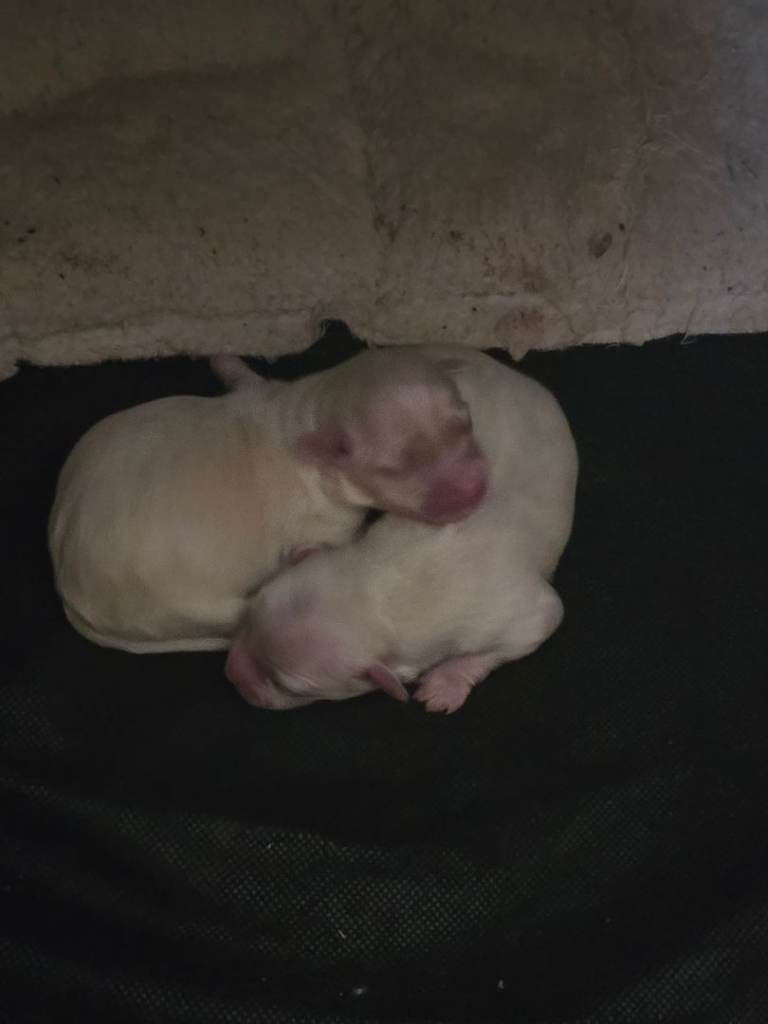 Maltese boy puppies 
