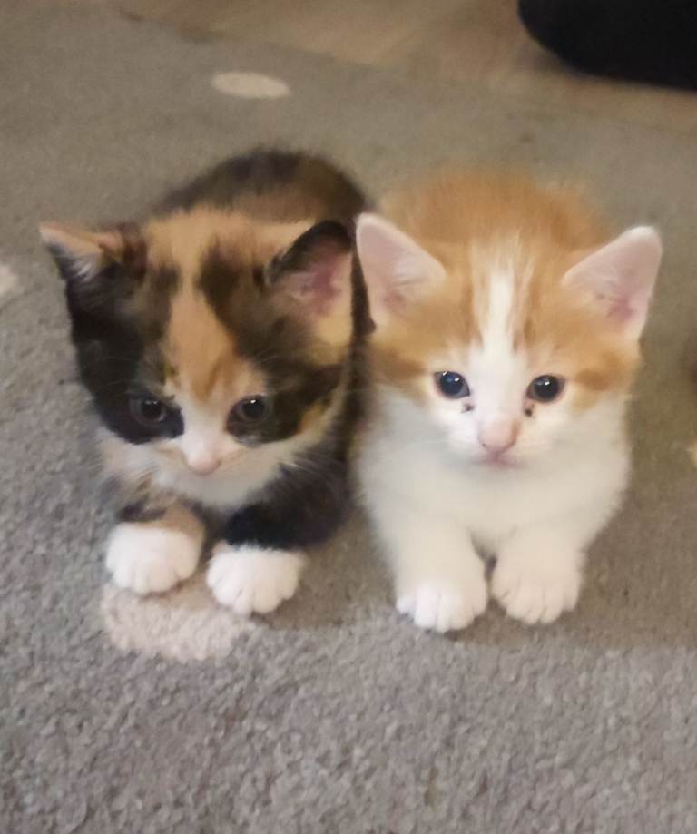 Beautiful kittens
