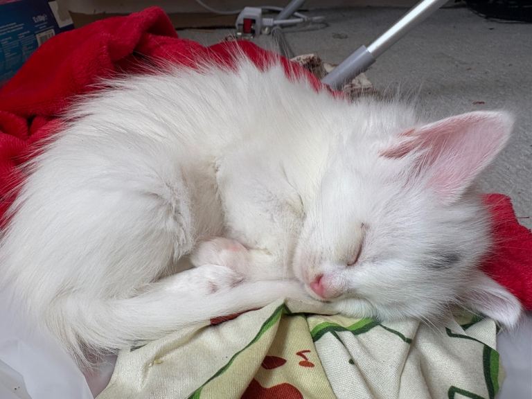 Maincoon cross kittens! 