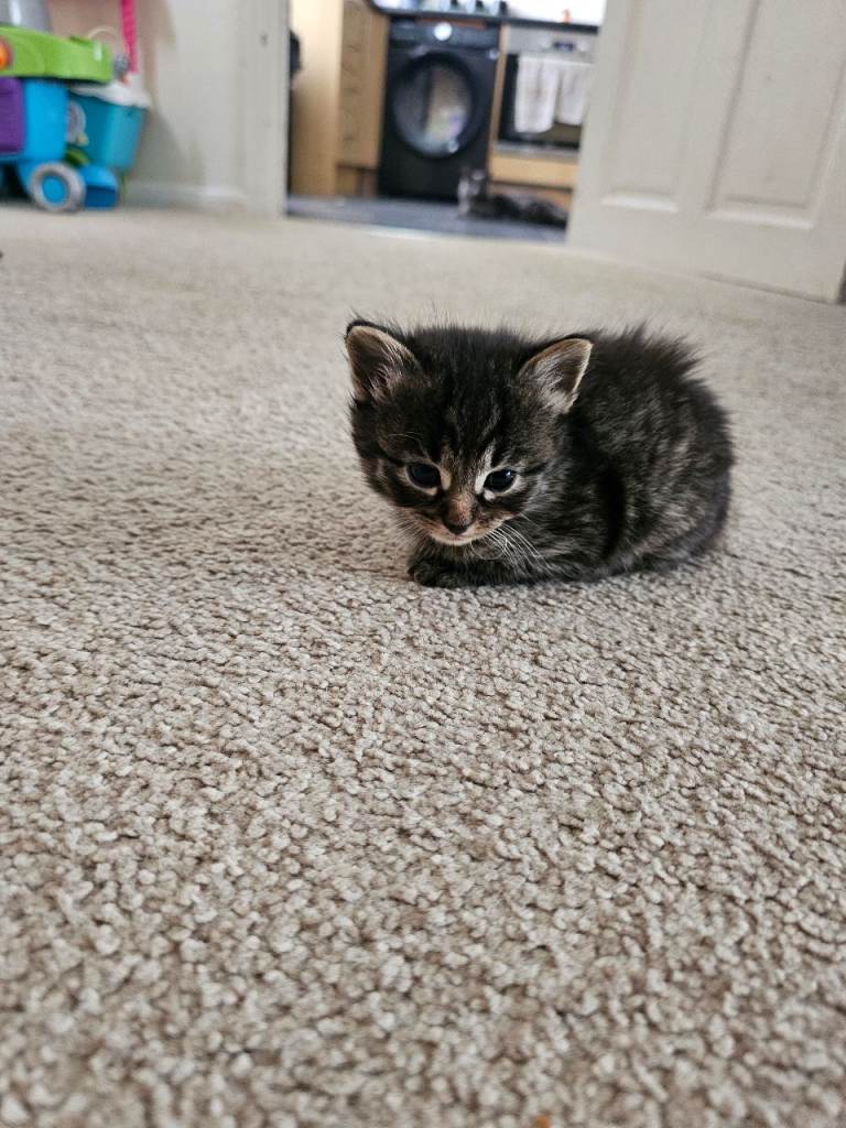 Long haired british kittens