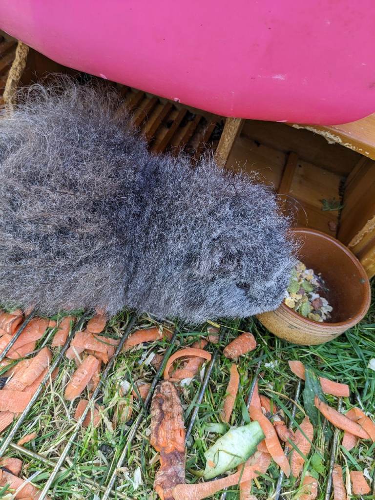 Young male guinea pig