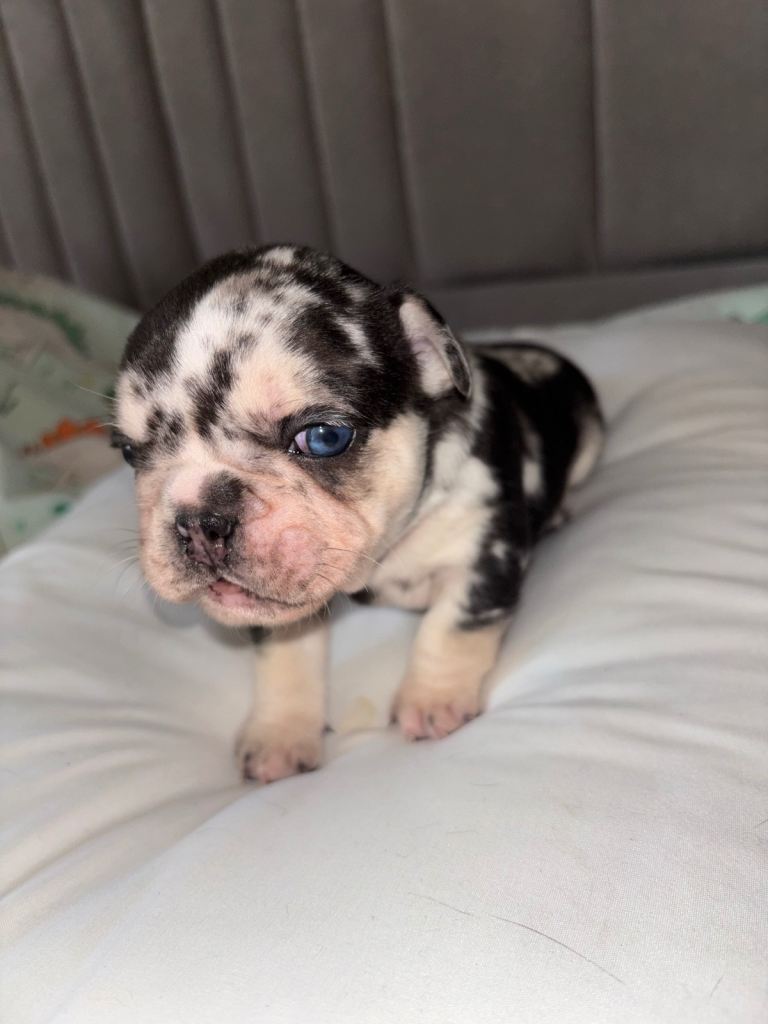 Gorgeous French bulldog for sale 
