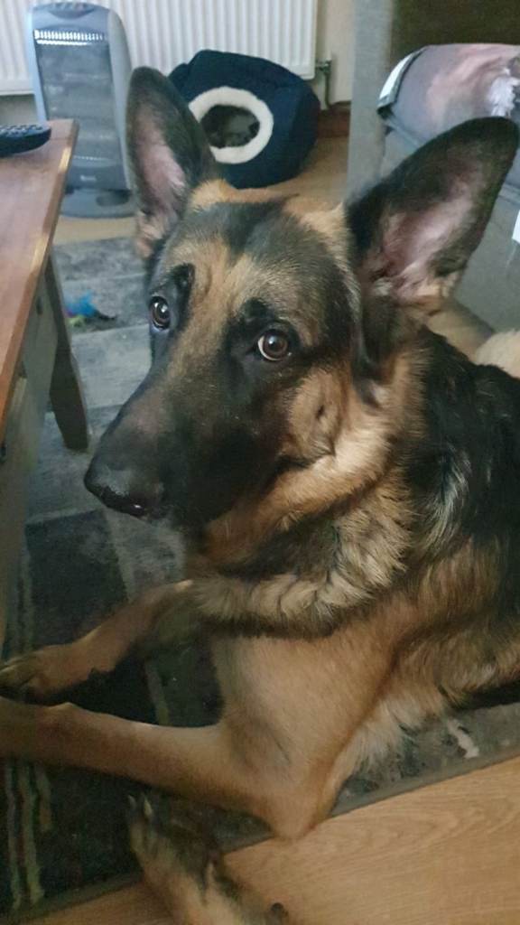 German shepherd male for sale