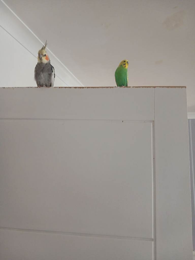 Hand tamed Cockatiel and budgie please read