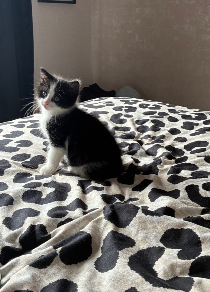 REDUCED 1 left Beautiful 9 week old kittens 