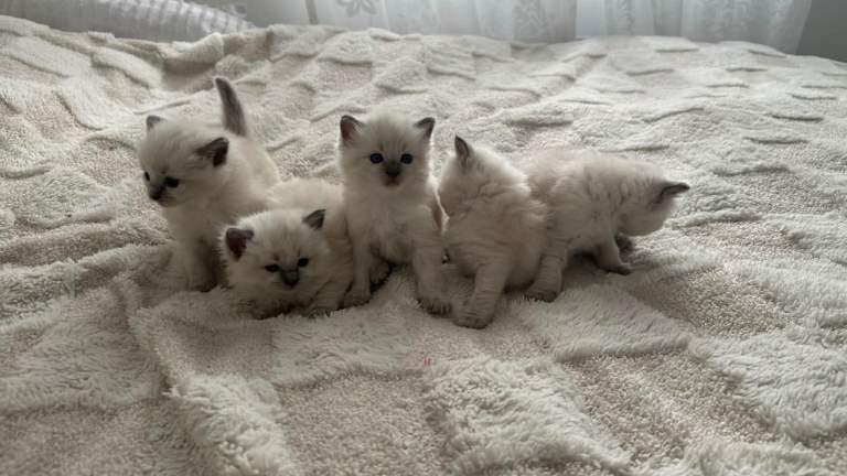 4 female and 1 male for ragdoll kittens 🐱 