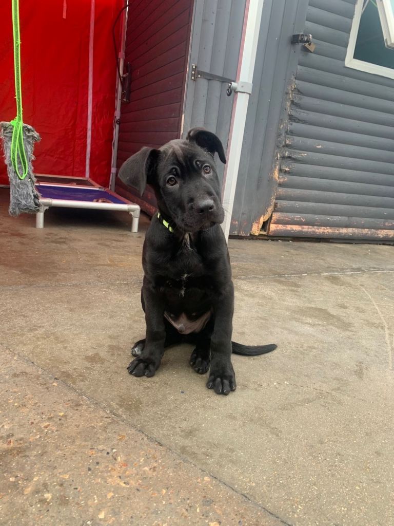 Belgium shepherd/cane corso hybrid pups. 
