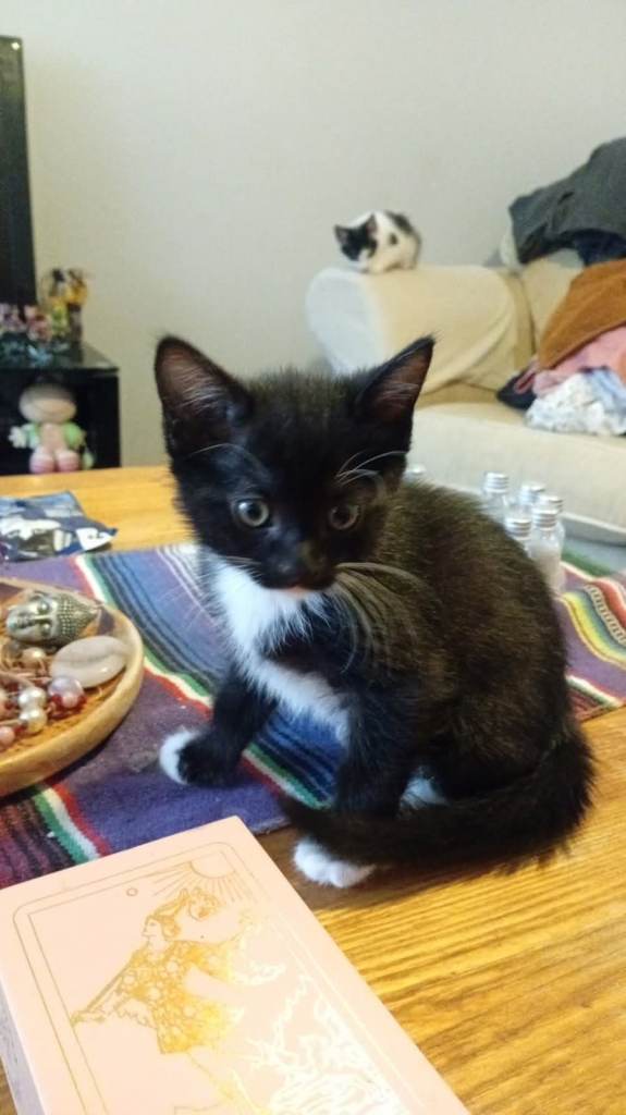 Girl kitten 8 weeks needs new home 