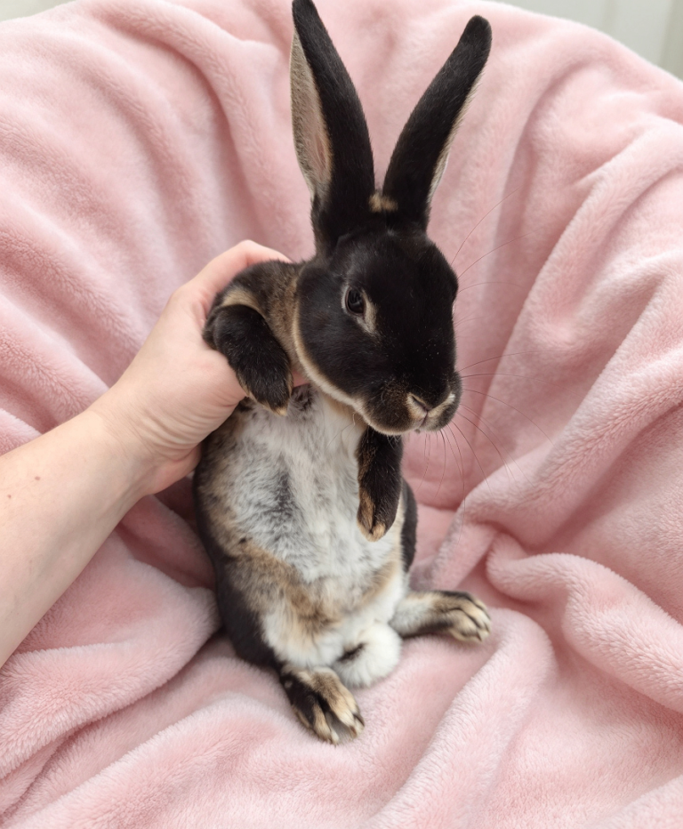 Pair of baby mini rex 