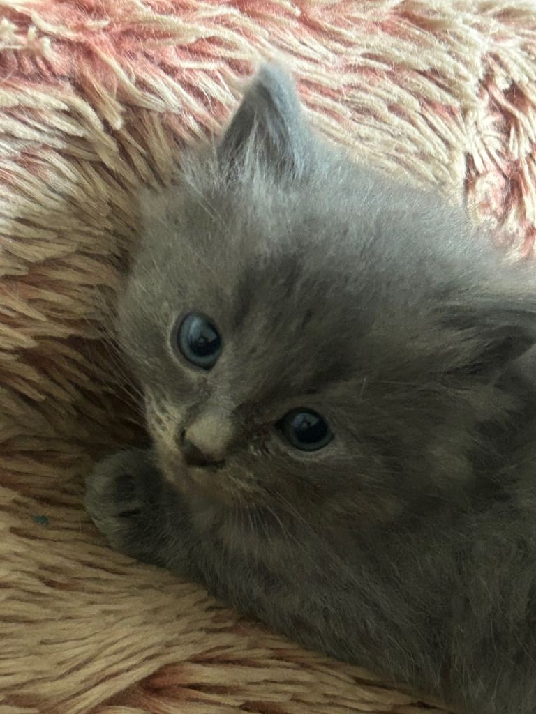 Ragdoll x Persian Kittens 
