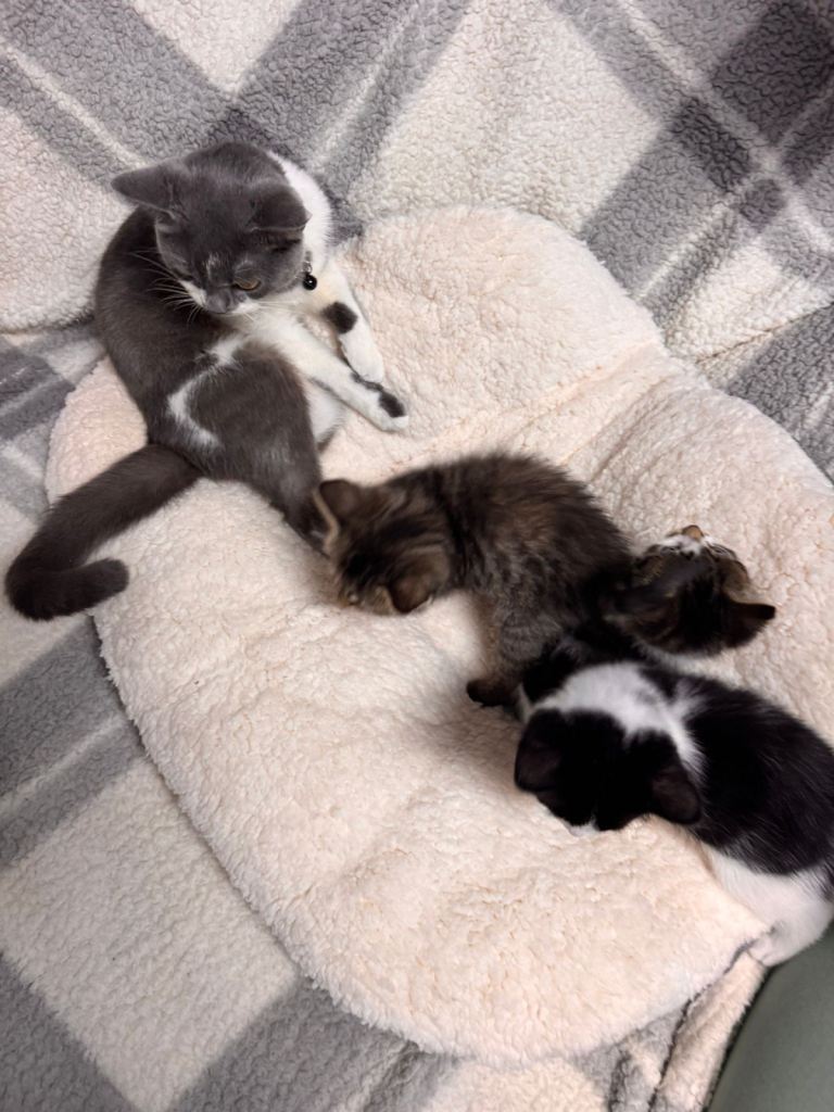  Sweet Little Kittens Looking for Loving Homes 