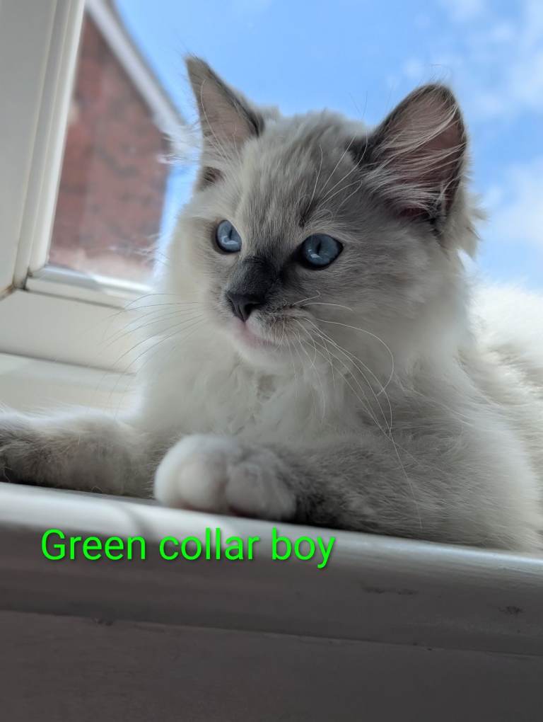Ready now Registered Ragdoll male kitten 