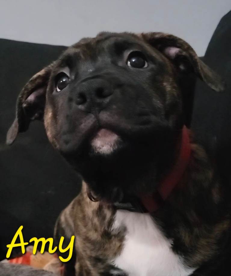 Staffie cross puppies